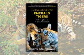 Fighting for tigers: Their rise and fall in Panna