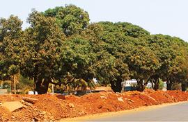 Goan village wants road and its six mango trees too