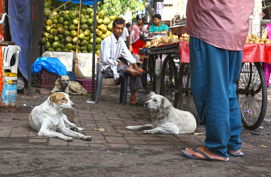 Delhi Dog Count Rolls On Paharganj A Mixed Bag Civil Society Magazine While empathy towards street animals is a virtue that is rare and appreciable, it is important to know that sometimes our intervention can cause harm. delhi dog count rolls on paharganj a