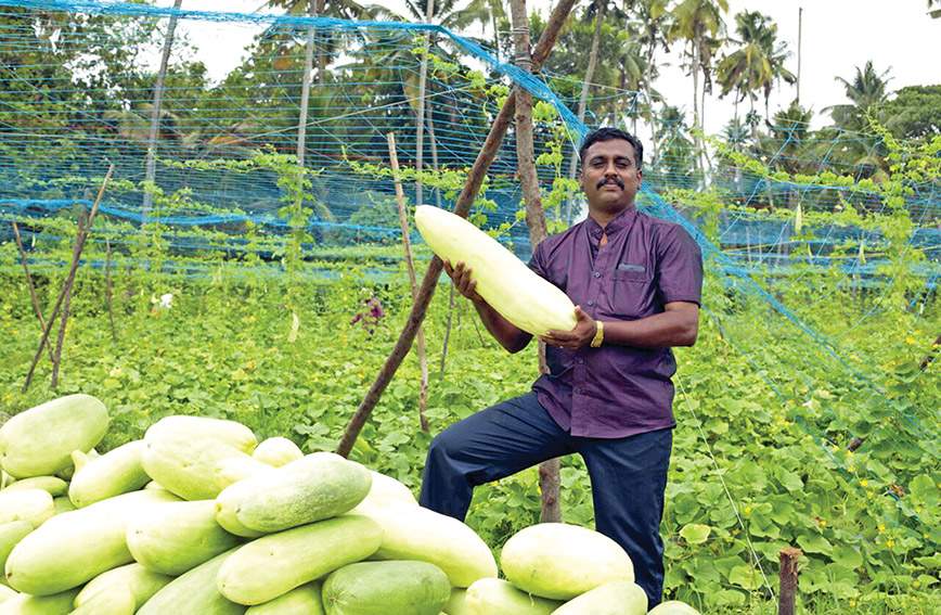 Craze For Cracked Fruit Is Bringing In Big Bucks Civil Society Magazine Vellarikka pachadi | onam sadhya special ingredients : craze for cracked fruit is bringing in