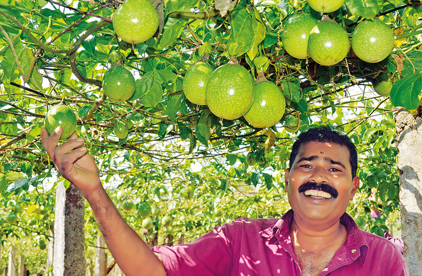 Get Wallpaper Kerala Is Crazy About Passion Fruit Civil Society Magazine HD