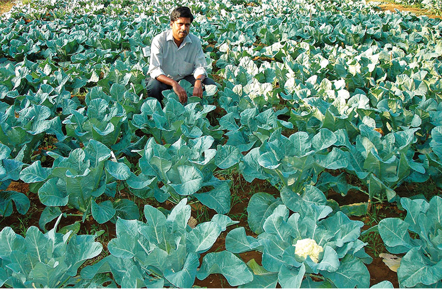 Kerala Farmers Learn To Grow Winter Vegetables Civil Society