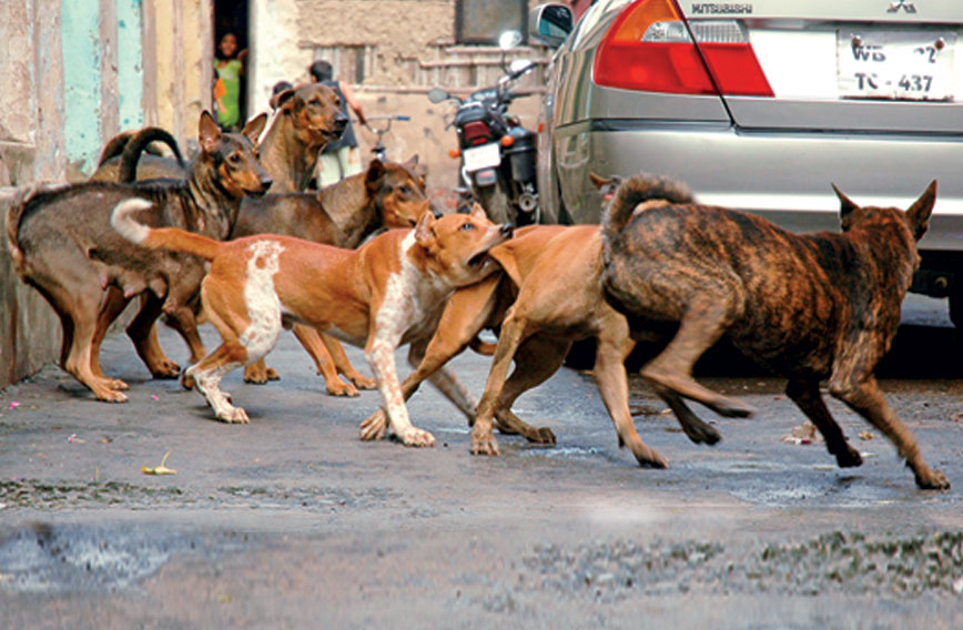 When dogs rule the streets and endanger people - Civil Society Magazine