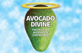 Avocado is a blessing for coffee growers