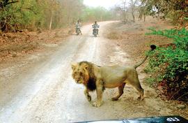The loitering lions of Gir 