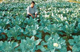 Kerala farmers learn to grow winter vegetables