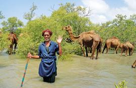 Kharai camel is sinking as mangrove belt shrinks