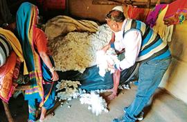 Organic boosts tribal incomes from cotton