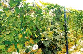 Assam gourd hits a sweet spot in Karnataka