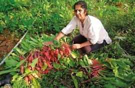 Hema Ananth loves farming, her veggies make people happy