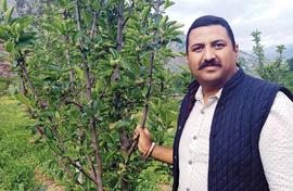 Can Himachal apples survive the big fall?