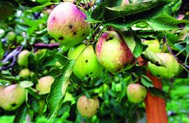 Bad apples: Scab takes a big toll in Himachal