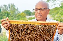 A Sunday with bees: Beekeeper shares his world