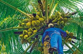 Jobs grow on coconut trees: Kerala bails Chhattisgarh