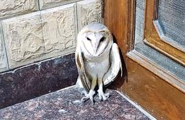 Serenading a visiting owl