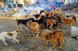 Stray dogs have Srinagar on edge