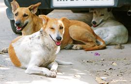 More street dog rules, more dog attacks and deaths also