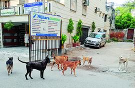 Deadly strays? Or docile ‘community dogs’?