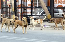 Street dogs: More kids die as the stray population grows 