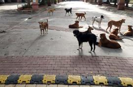 Dogs, people, courts: Pune housing society in a bind
