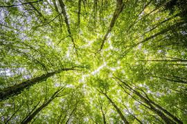 Doon’s forest of many memories