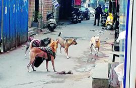 Disabled people vs strays