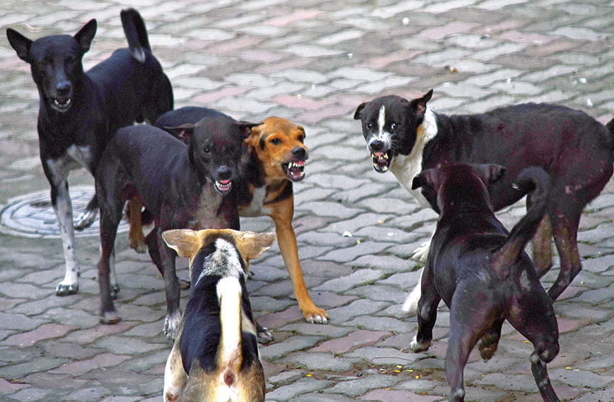 When dogs rule the streets and endanger people - Civil Society Magazine